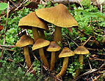 cortinarius_olivaceofuscus_bv3376