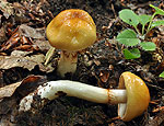 cortinarius_vibratilis_bv3837