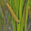 Acorus_calamus_bh1283