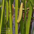 Acorus_calamus_bh1295