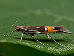 cosmopterix_scribaiella_cv3117s