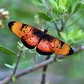 Acraea_natalica_bb6010