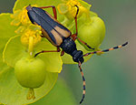 cribroleptura_stragulata_bg3955