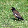 Acridotheres_tristis_ed8221