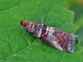 Acrobasis_advenella_bs1729