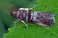 Acrobasis_advenella_bs1738