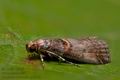 Acrobasis_advenella_cp9878s