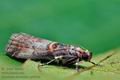 Acrobasis_advenella_cp9944s