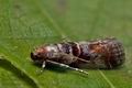 Acrobasis_advenella_cr0633s