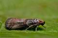 Acrobasis_advenella_cv3662s