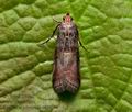 Acrobasis_advenella_cv3677s