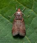 Acrobasis_advenella_jg2426s