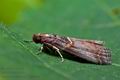 Acrobasis_advenella_jg2443s