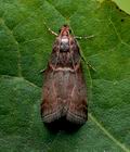 Acrobasis_advenella_jg2485s