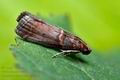 Acrobasis_advenella_jg2503s