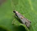 Acrobasis_centunculella_ja3828s