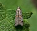 Acrobasis_centunculella_ja3841s