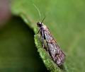 Acrobasis_centunculella_ja3854s