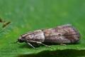 Acrobasis_consociella_cl0482s