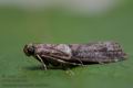 Acrobasis_consociella_cm8620s