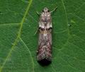 Acrobasis_consociella_cu9246s