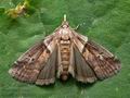 Acrobasis_consociella_cv3292s