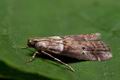 Acrobasis_consociella_cv3301s