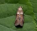 Acrobasis_consociella_cv3313s