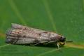 Acrobasis_glaucella_cn7104s