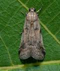 Acrobasis_glaucella_cn7114s