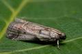 Acrobasis_glaucella_cn7129s