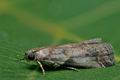 Acrobasis_glaucella_cn7150s