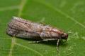 Acrobasis_glaucella_co7251s