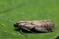 Acrobasis_glaucella_jb9878s