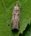 Acrobasis_glaucella_jb9895s