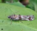 Acrobasis_obliqua_ca0460