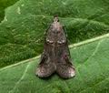 Acrobasis_obliqua_jh5631s