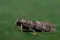 Acrobasis_obtusella_jb6102s