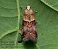 Acrobasis_repandana_cu5531s