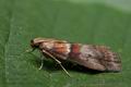 Acrobasis_repandana_cu8738s