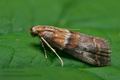 Acrobasis_repandana_cv4497s