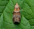 Acrobasis_repandana_cv4509s