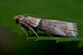 Acrobasis_tumidana_cf1538s