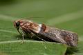 Acrobasis_tumidana_co9179s