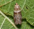 Acrobasis_tumidana_co9193s