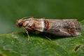 Acrobasis_tumidana_co9223s