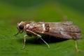 Acrobasis_tumidana_cr2124s