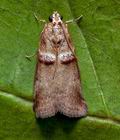 Acrobasis_tumidana_cr2151s