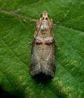 Acrobasis_tumidana_cy4697s