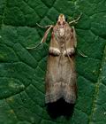 Acrobasis_tumidana_jf2612s